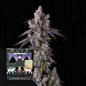 Compound Genetics Mora Azul 3er Pack
