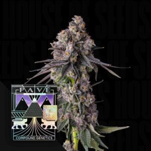 Compound Genetics Rainbow Guavé 3er Pack