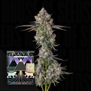 Compound Genetics Zhampagne 3er Pack