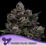 Anesia Seeds Frozen Black Cherry - 3 Stück