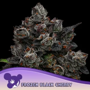 Anesia Seeds Frozen Black Cherry - 3 Stück