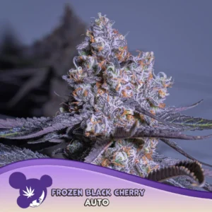 Anesia Seeds Frozen Black Cherry Auto - 3 Stück