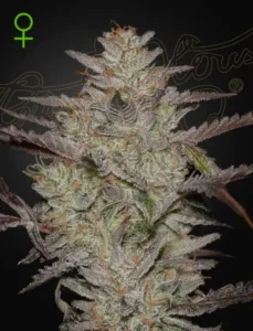 Green House Seed Co. Alienz Auto 3er Pack