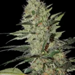 Green House Seed Co. Exodus Cheese Auto 3er Pack