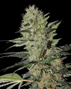 Green House Seed Co. Exodus Cheese Auto 3er Pack