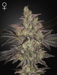 Green House Seed Co. Frosted Guava Auto 3er Pack