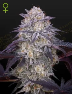 Green House Seed Co. King's Juice Auto 3er Pack
