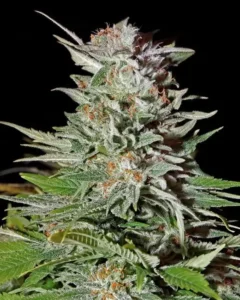 Green House Seed Co. Super Lemon Haze Auto 3er Pack