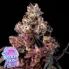 Anesia Seeds Soda Rose Auto - 3 Samen