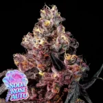 Anesia Seeds Soda Rose Auto - 3 Stück