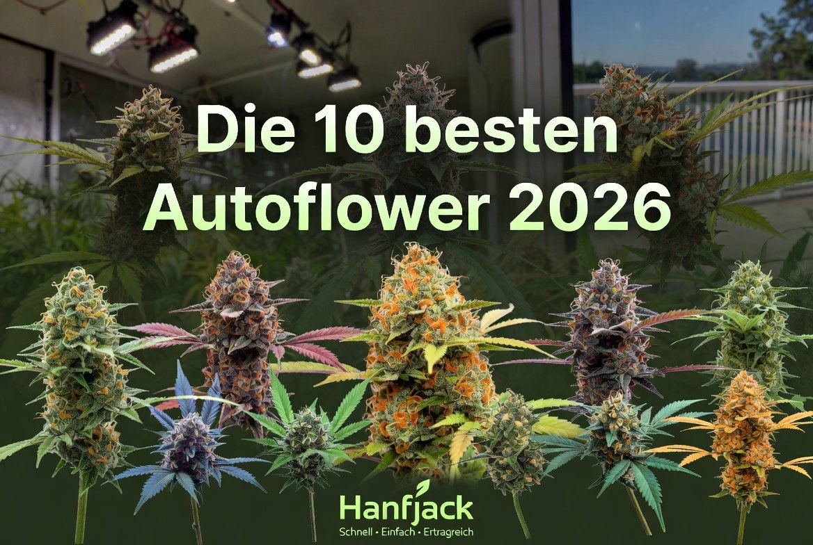Du betrachtest gerade Die 10 besten Autoflower-Sorten 2026 – Schnell, einfach & ertragreich für Outdoor in Deutschland