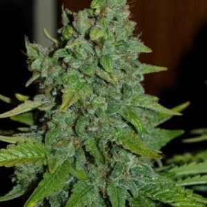 Hanfjack Seeds Blueberry Fast – 3 Seeds