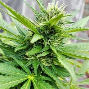Hanfjack Seeds Psycho Auto – 3 Seeds
