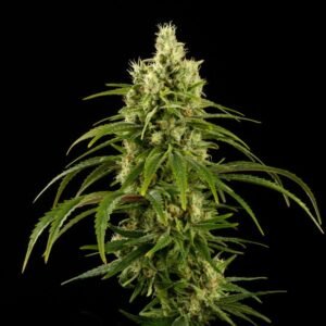 Hanfjack Seeds Psycho Feminised – 3 Seeds