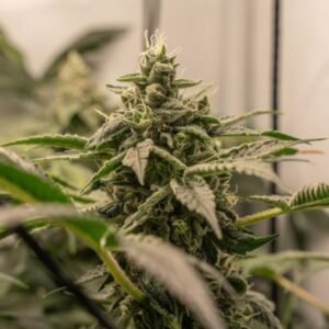 Hanfjack Seeds Tanga Cookies – 3 Seeds