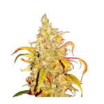 High4Life Frost Citrus Runtz Fast Flower - 3er Packung