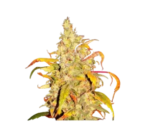 High4Life Frost Citrus Runtz Fast Flower - 3er Packung
