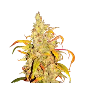 High4Life Frost Citrus Runtz Fast Flower – 3er Packung