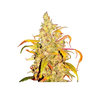 High4Life Frost Citrus Runtz Fast Flower - 3er Packung