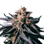 High4Life Legandary Larry Runtz - 3er Packung