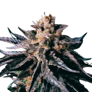 High4Life Legandary Larry Runtz – 3er Packung