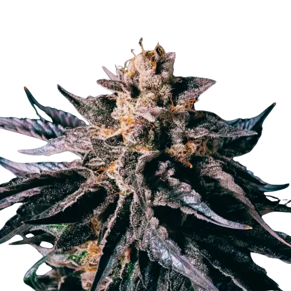 High4Life Legandary Larry Runtz - 3er Packung