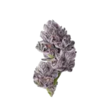 High4Life Neon Cerebra X3 F1 Triploid - 3er Packung