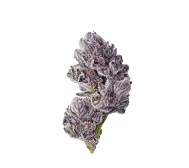 High4Life Neon Cerebra X3 F1 Triploid - 3er Packung