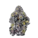 High4Life Opulent Essence Deluxe F1 Triploid - 3er Packung