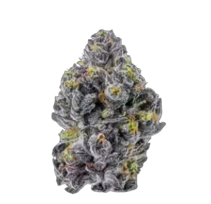 High4Life Opulent Essence Deluxe F1 Triploid – 3er Packung