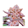 High4Life Papaya Tronix Supreme Fast Flower - 3er Packung