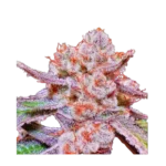 High4Life Papaya Tronix Supreme Fast Flower - 3er Packung