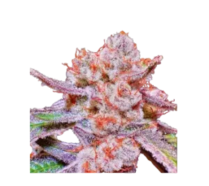 High4Life Papaya Tronix Supreme Fast Flower - 3er Packung