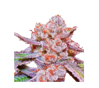 High4Life Papaya Tronix Supreme Fast Flower - 3er Packung