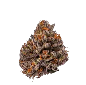 High4Life Royal Genesis OG F1 Triploid – 3er Packung