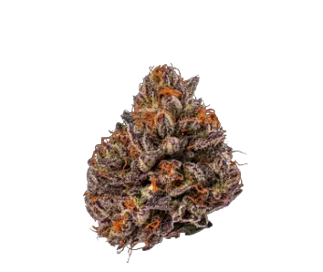 High4Life Royal Genesis OG F1 Triploid - 3er Packung