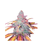 High4Life Tropical Dreams Fast Flower - 3er Packung