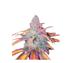High4Life Tropical Dreams Fast Flower - 3er Packung