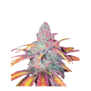 High4Life Tropical Dreams Fast Flower – 3er Packung