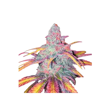 High4Life Tropical Dreams Fast Flower - 3er Packung