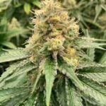 Mosca Seeds Strawberry Guava Auto - 3er Packung