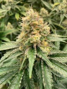 Mosca Seeds Strawberry Guava Auto - 3 Samen