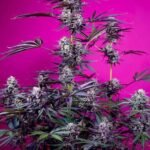 Sweet Seeds Studio 54 Stardust Auto - 3er Packung +1 Seed gratis