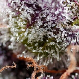 Sweet Seeds Studio 54 Stardust Auto – 3er Packung +1 Seed gratis