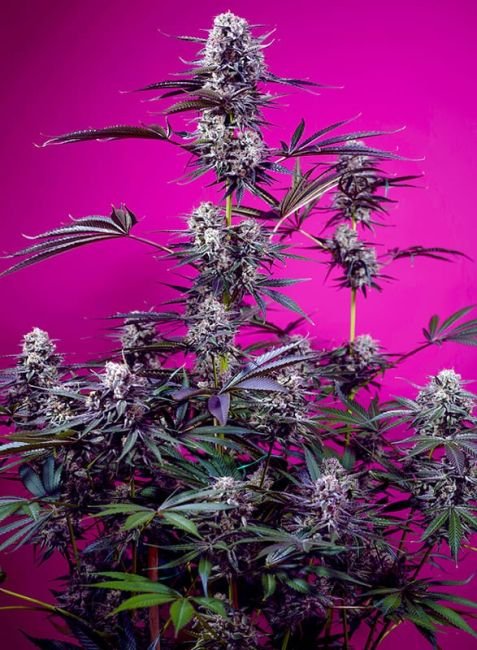 Sweet Seeds Studio 54 Stardust Auto - 3er Packung +1 Seed gratis