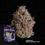 Wizard Trees Black Bow 3er Packung