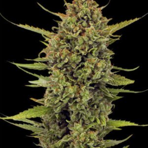 Barneys Farm Acapulco Gold Regular 5er Packung + 5er Gift Pack gratis dazu