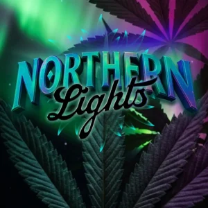 Barneys Farm Northern Lights 3er Packung + 3er Gift Pack gratis dazu