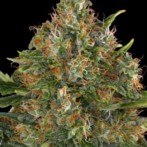 Barneys Farm G13 Haze Regular 5er Packung + 5er Gift Pack gratis dazu