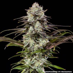 Barneys Farm London Pound Cake F1 3er Packung + 3er Gift Pack gratis dazu